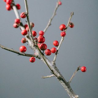 ウィンターベリーの実がしわよっていることも。気になる場合は取り除いて。