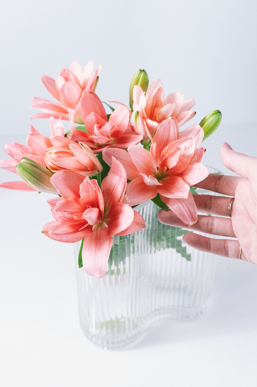 今井ゆり園の新品種「プラデザート」