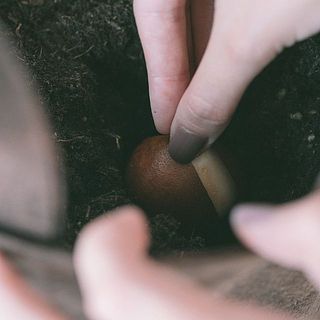 植え込む深さは球根の高さの約2倍が目安。
