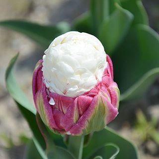 外側の花びらはピンク色。開花が待ち遠しくなります！
