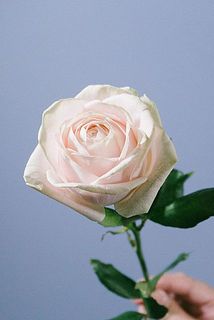 ふんわり咲く姿は美しい。