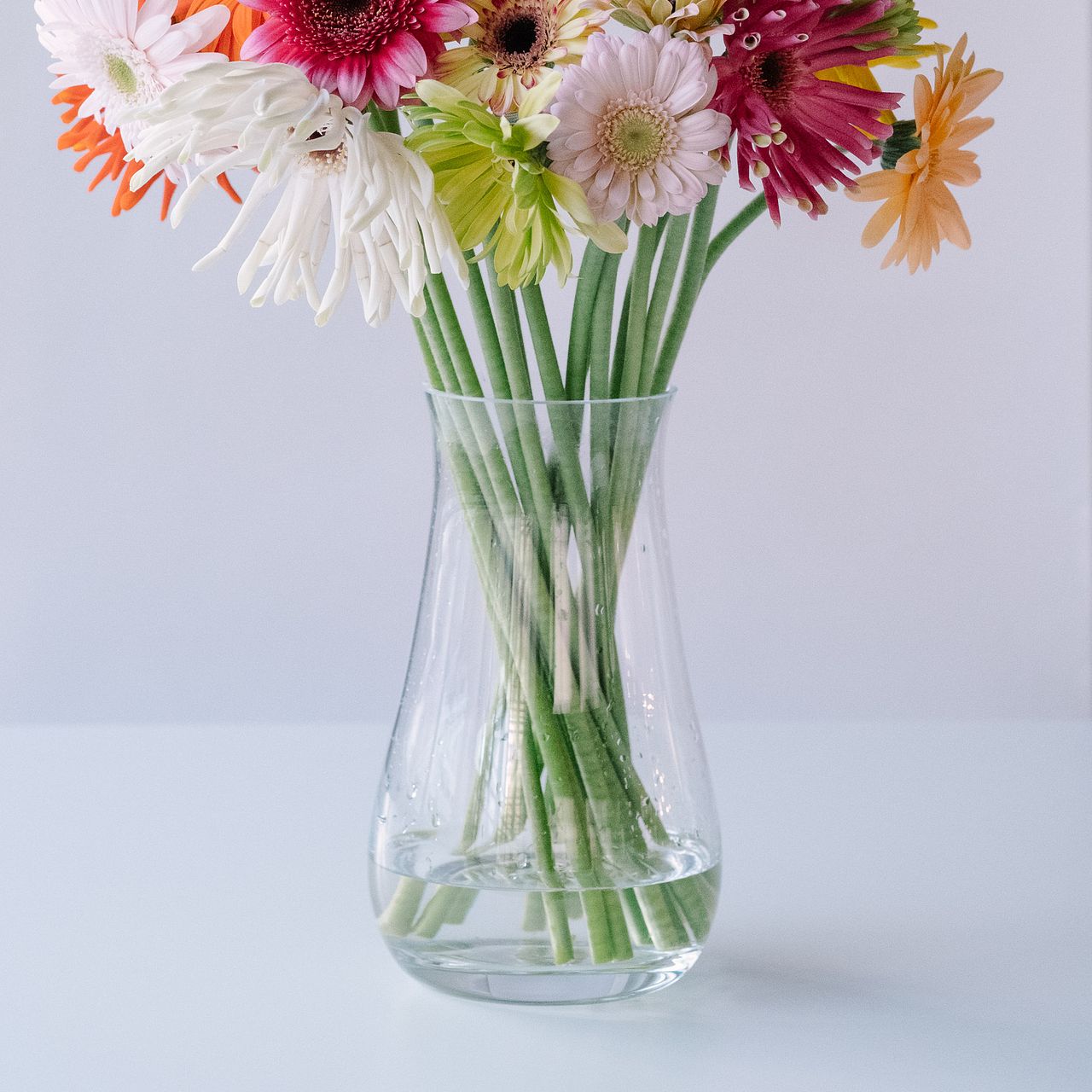 ガーベラ　6本セット 楽天市場】ガーベラ（植物の本数6本）の通販