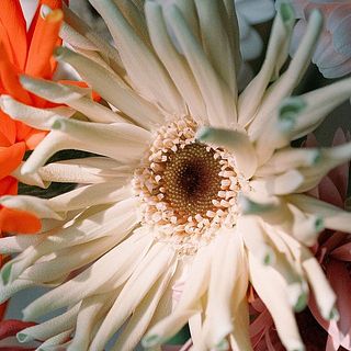 ガーベラ　6本セット 楽天市場】ガーベラ（植物の本数6本）の通販