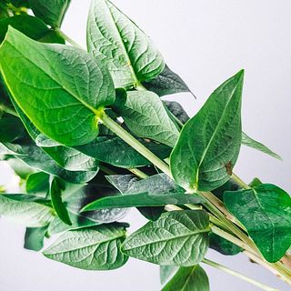 葉はとても変色しやすいので届いたら摘みとってあげましょう。