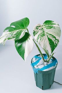 斑入りモンステラ「ホワイトタイガー」