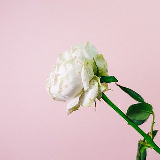 フルブルーム（満開）タイプのバラは花びら表面に傷や変色がある可能性があります。