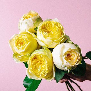 まんまるな咲き姿がキュート