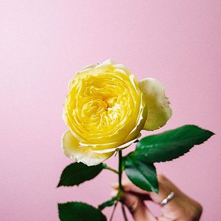 おしゃれなロゼット咲き