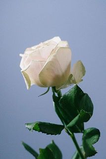 外側の花びらには傷がついています。気になる場合は間引いてあげてください。