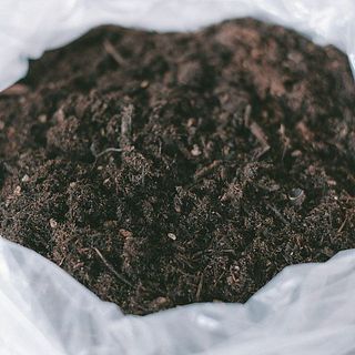 培養土は球根栽培用に配合されたもの。