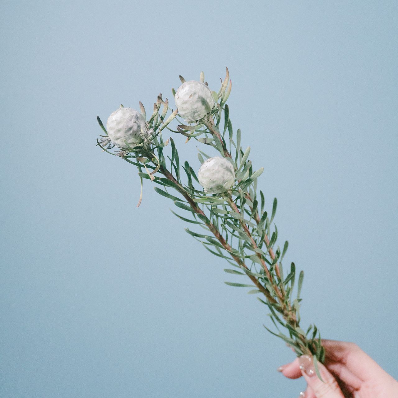 リューカデンドロン「シルバーパール」