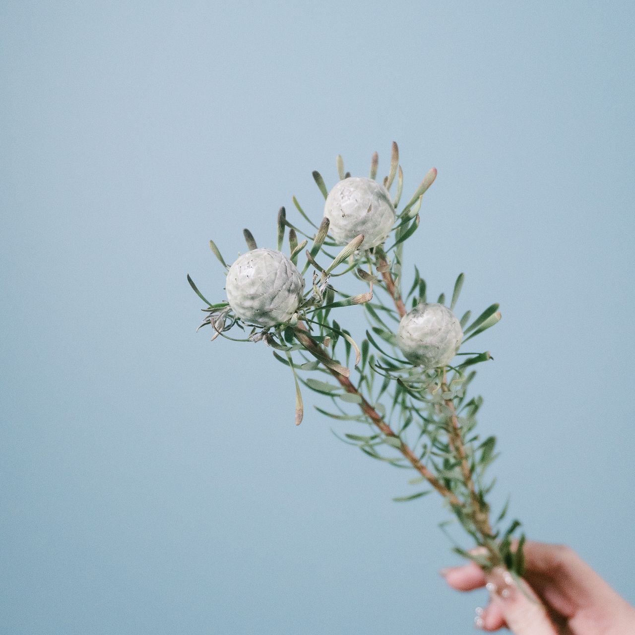 リューカデンドロン「シルバーパール」