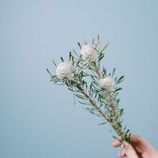 花のある暮らし　ショコラ　50本　リューカデンドロン　ジェイドパール リューカデンドロン「シルバーパール」