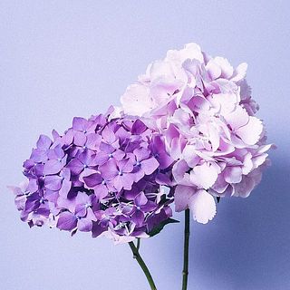 どちらかをお届け。