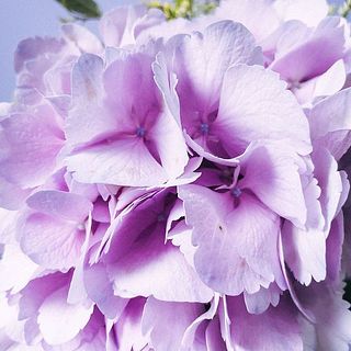 花びらが繊細なため、一部茶色く変色していることも。気になる場合はやさしく取り除いてください。　