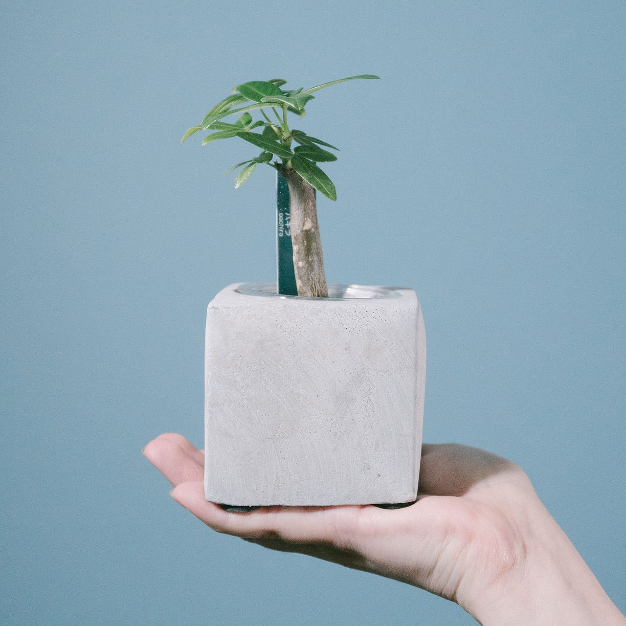 モルタルポットのおまかせ観葉植物（1個）