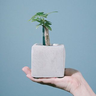 モルタルポットのおまかせ観葉植物（1個）