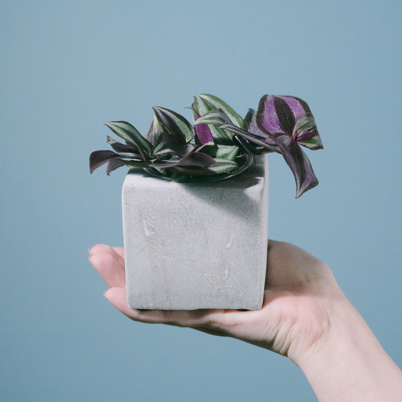 モルタルポットのおまかせ観葉植物（1個）