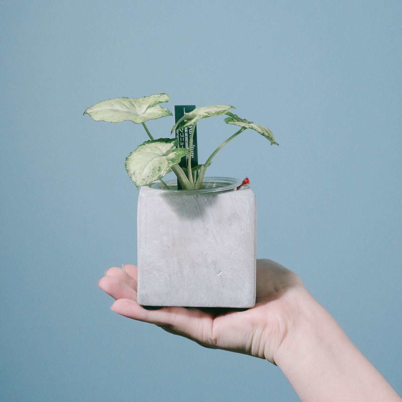 モルタルポットのおまかせ観葉植物（1個）