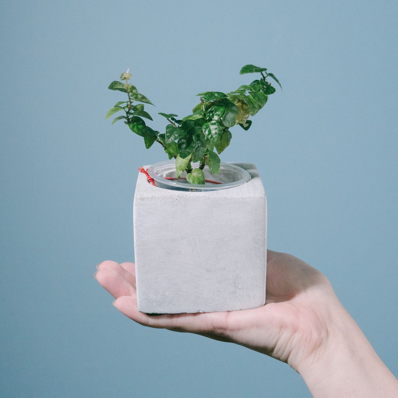 モルタルポットのおまかせ観葉植物（1個）