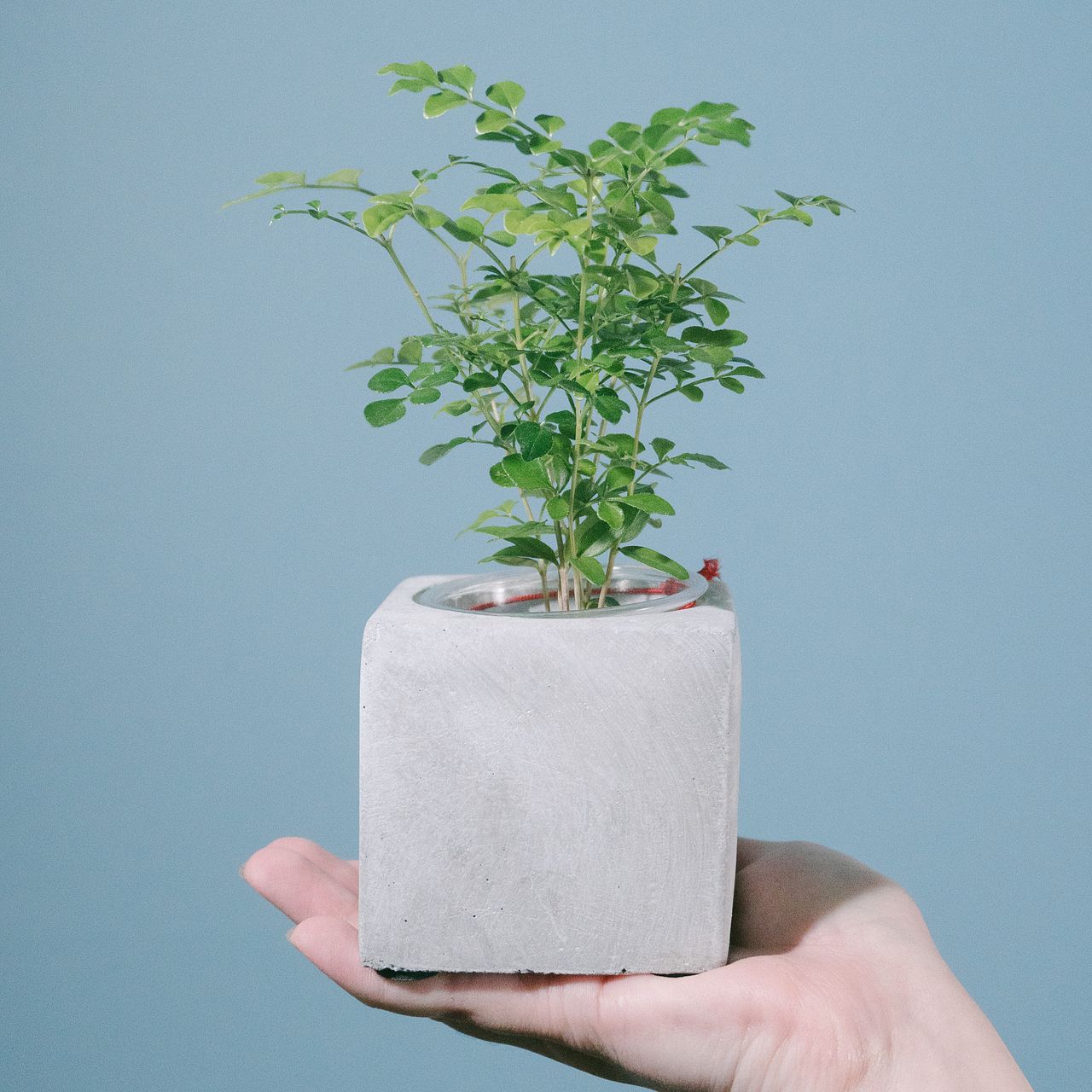 モルタルポットのおまかせ観葉植物（1個）