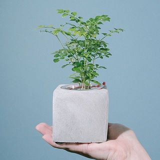 モルタルポットのおまかせ観葉植物（1個）