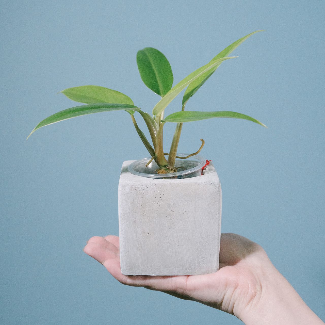 モルタルポットのおまかせ観葉植物（1個）