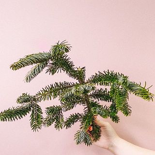 切り分けているので枝ぶりは１つ１つ異なります