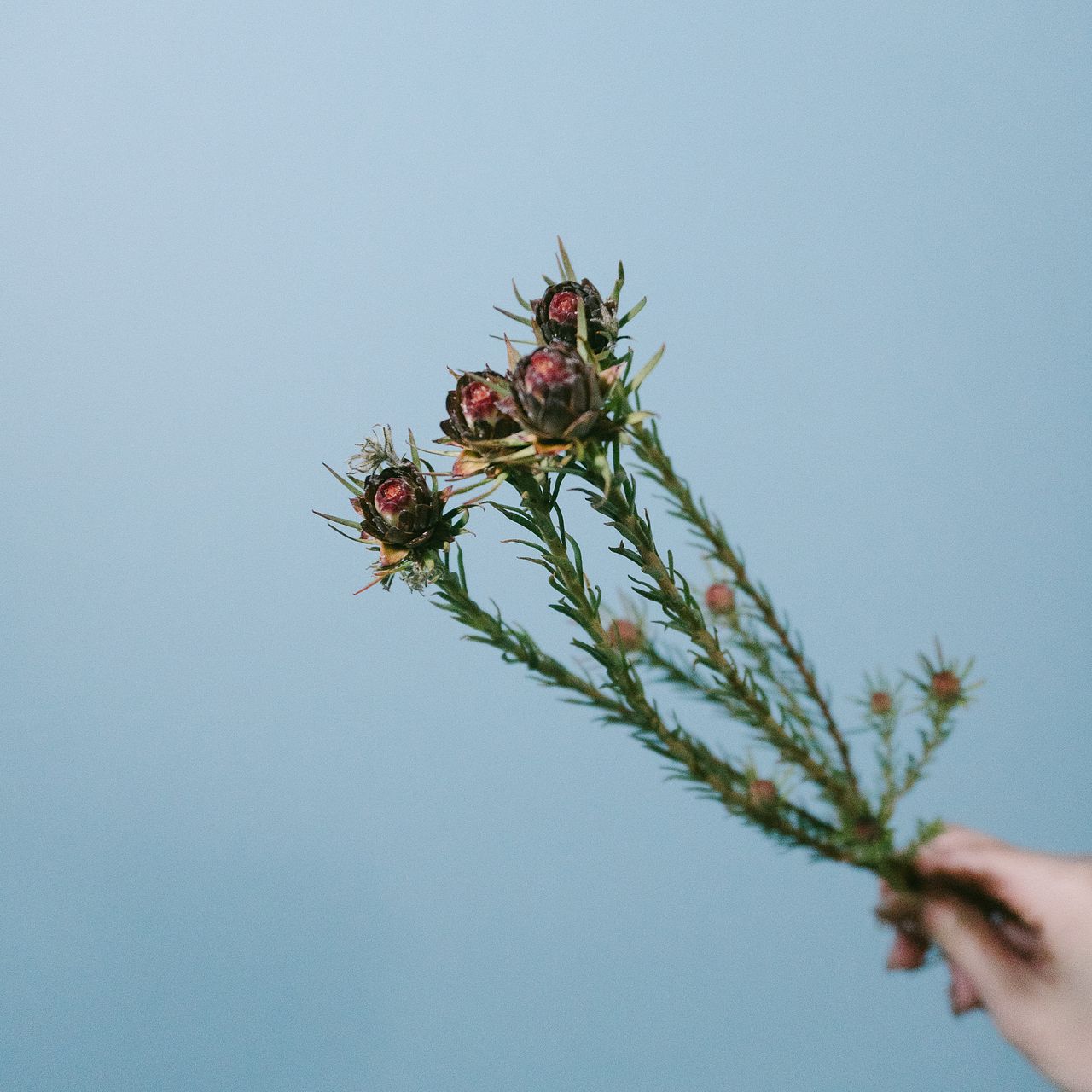 森のクリスマス