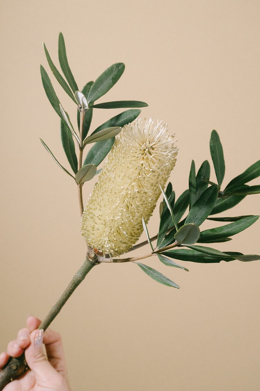 バンクシア　お色味確認用 バンクシアの花「エローグリーン」