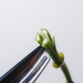 紫陽花は水下りが心配なお花。茎の先を十字にカットし、中の白いワタの部分を取りのぞいてあげると水の吸い上げがよくなります。ほかにも茎の先をハンマーなどで叩いて潰したり、焼いたりとさまざまな水揚げ方法があります。水換えと茎のカットは、毎日行うのがおすすめ。