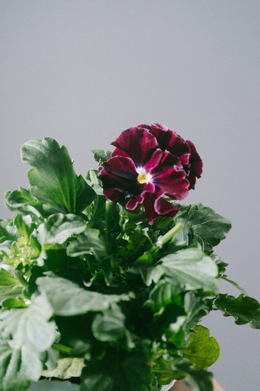 ダークカラーのビオラミックス（3鉢）