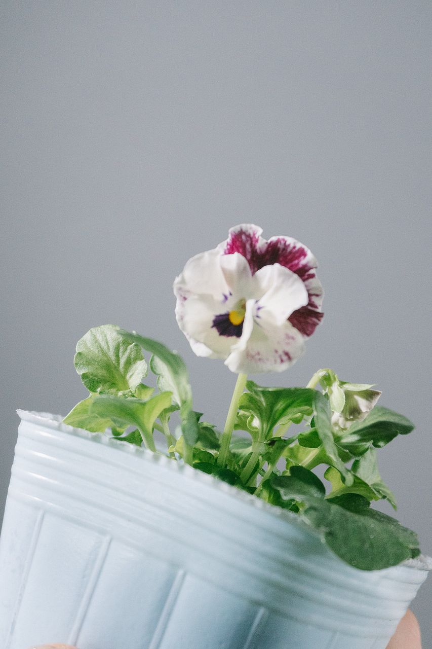 ダークカラーのビオラミックス（3鉢）