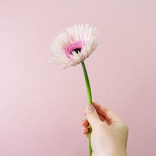 ガーベラは俯きがちに咲くものもございます。