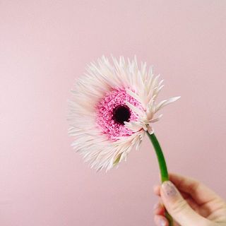 ふわふわな花びらを楽しんで🩷