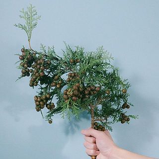 ヒノキは実がたわわについているため、しなります。