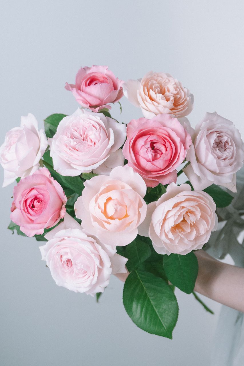 産直】梶農園のおまかせフレグランスローズ