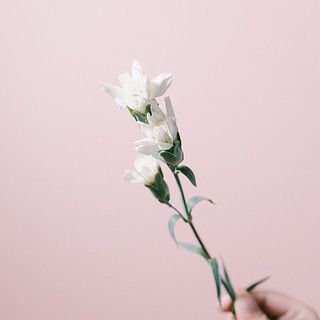 ミニティアラミルク