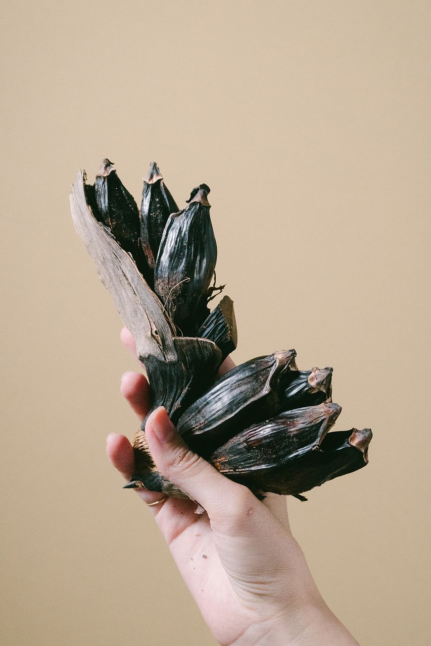 タビビトノキ（Mサイズ）