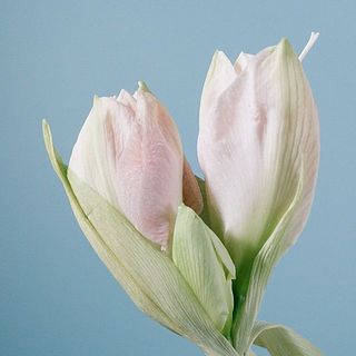 ぽってりしていてかわいい！