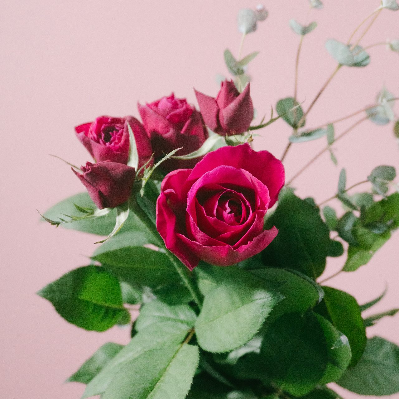 【今だけ価格！】 特大芸術写真  A2サイズ バラ 薔薇 ROSE 額付 天野さんの「アートリークローズ」