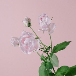 頭が重たいのでお辞儀をしたように開花していきます。