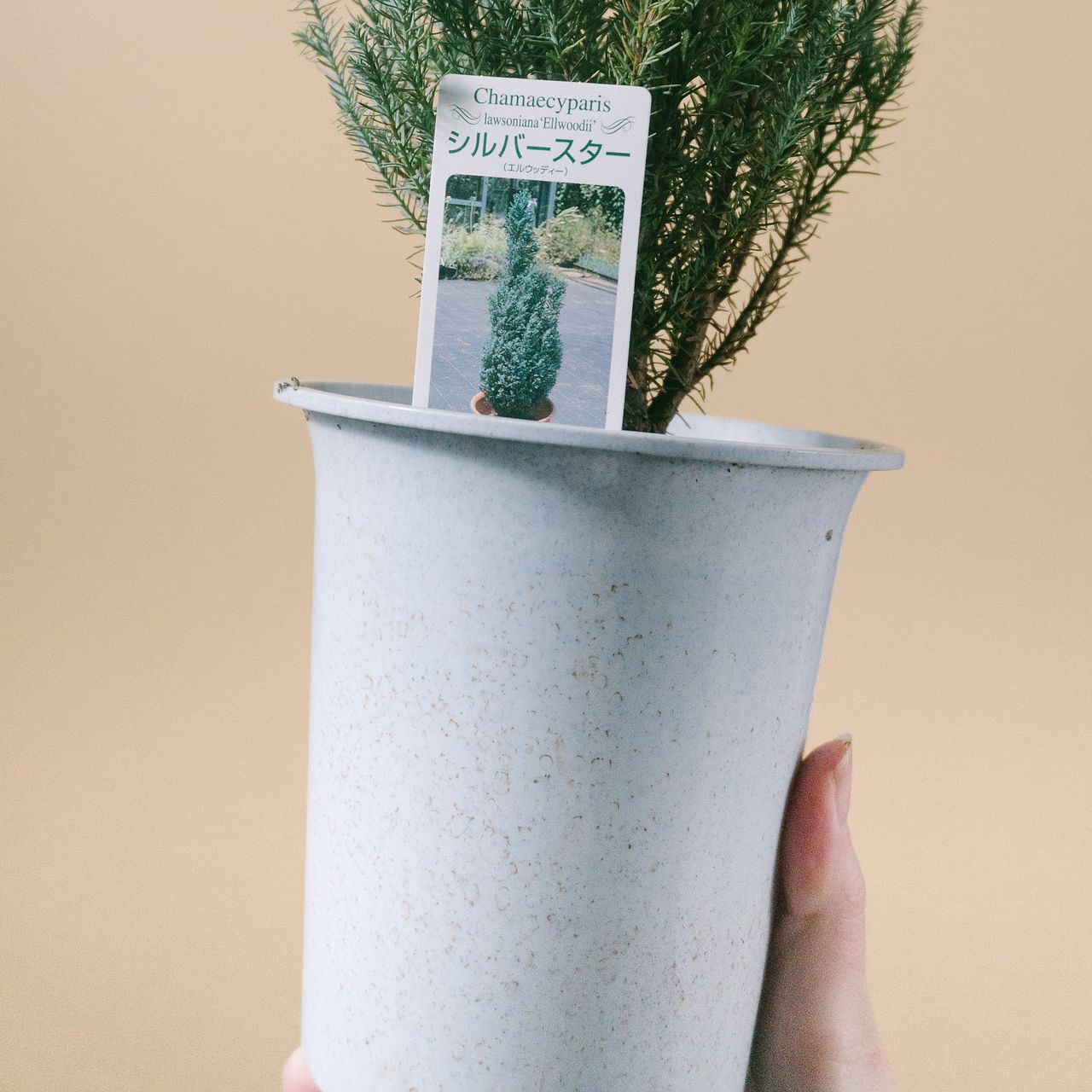 コニファー「シルバースター」（2個セット）