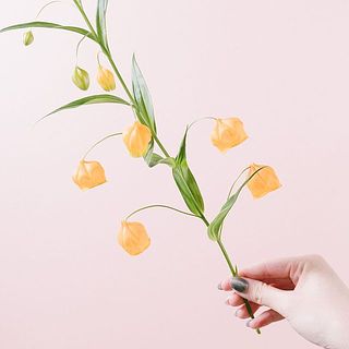 ベルのようなお花がかわいい🔔