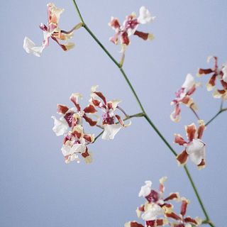 シックな色合いが美しい🍷