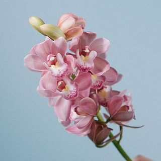 「なかよし」