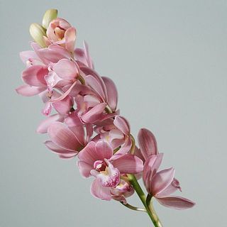 こぶりな花でかわいらしいです。