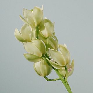 横顔もうつくしい。