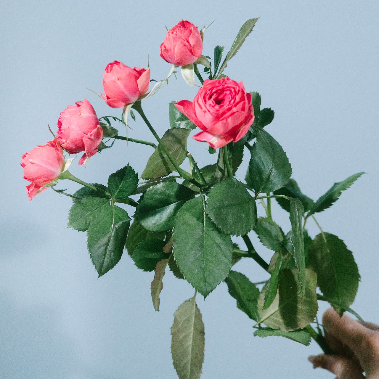 スプレーバラ「ストロベリーポロン」