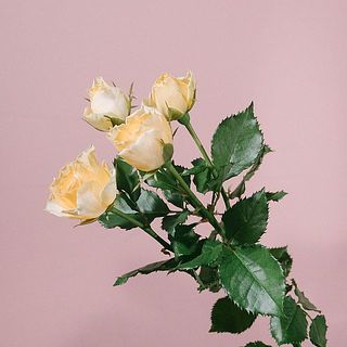 花付きには個体差があります。